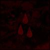 AFI - AFI (The Blood Album)